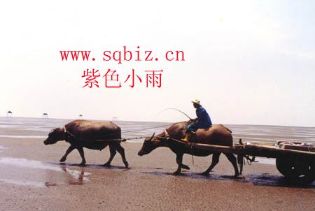 牛车下海——紫色小雨