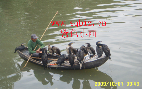芦苇荡,渔船,鸬鹚——紫色小雨