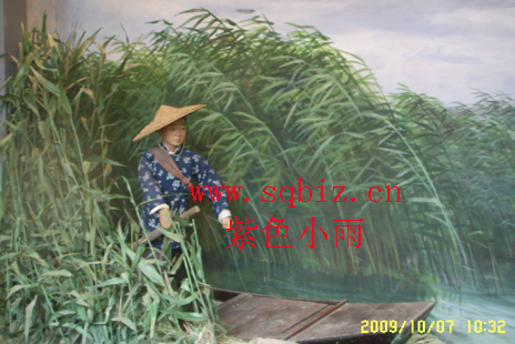沙家浜芦苇荡——紫色小雨