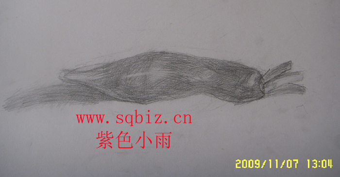 萝卜素描——紫色小雨
