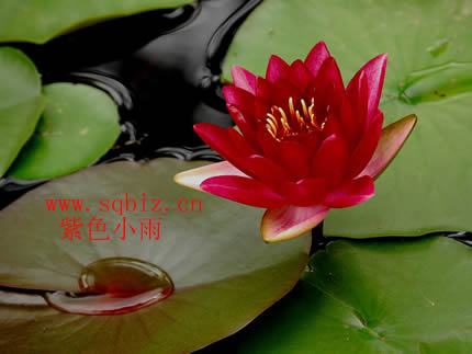 睡莲——趣味童年
