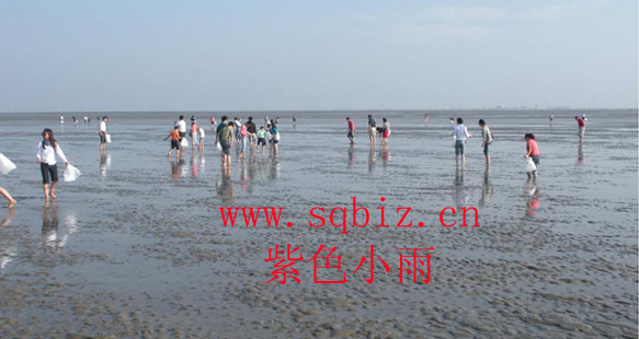 海上迪斯科——紫色小雨
