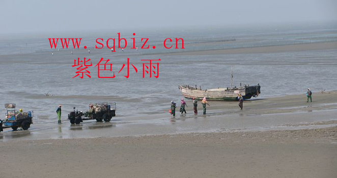 渔民捕鱼——紫色小雨
