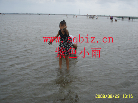 海水中拾贝壳——紫色小雨