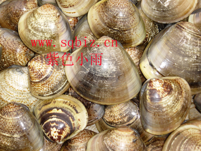 大海礼物——紫色小雨