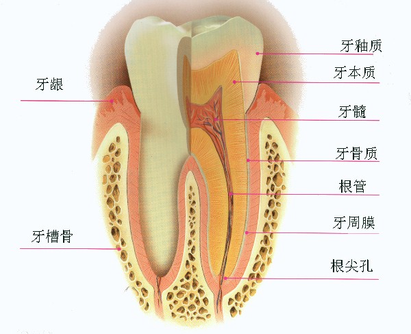 牙齿认识图——紫色小雨 