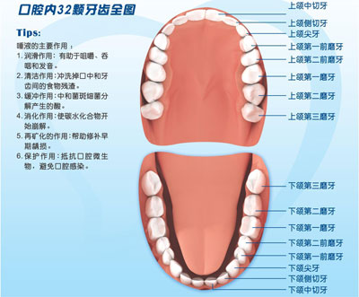 牙齿全图——紫色小雨