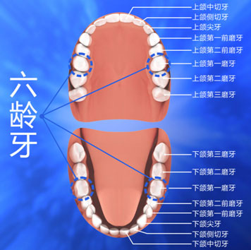 六龄牙认识——紫色小雨