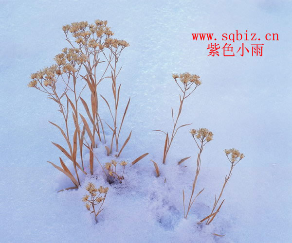 雪景里的小草——紫色小雨