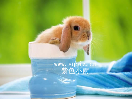 可爱的小兔