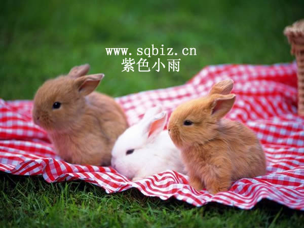 白兔棕兔在一起