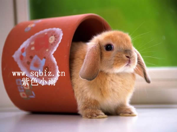 小兔子