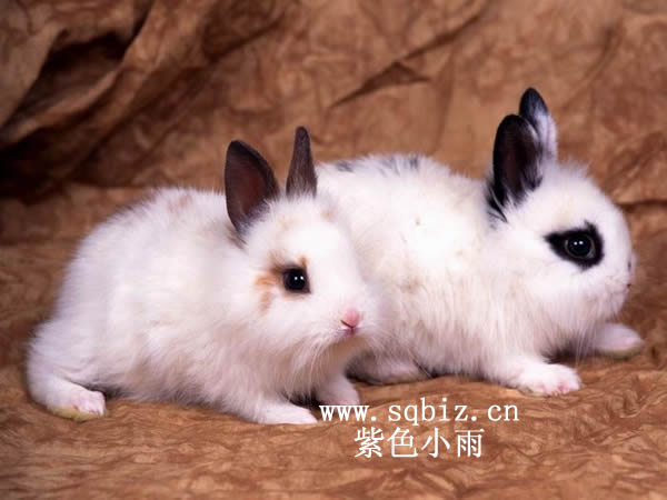 黑白相间的兔子