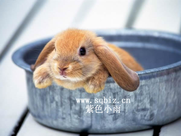 小兔子