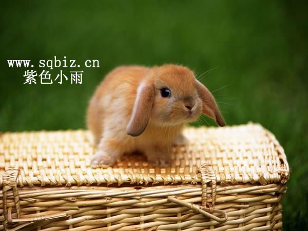 小兔