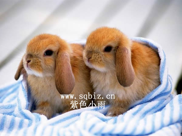两只小棕兔