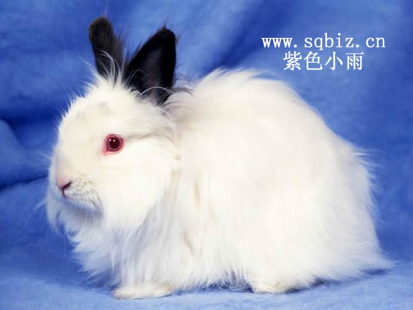 小白兔黑耳朵