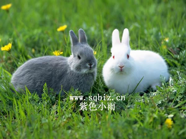 小黑兔和小白兔