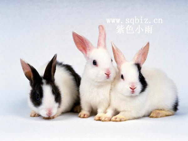 三只小兔