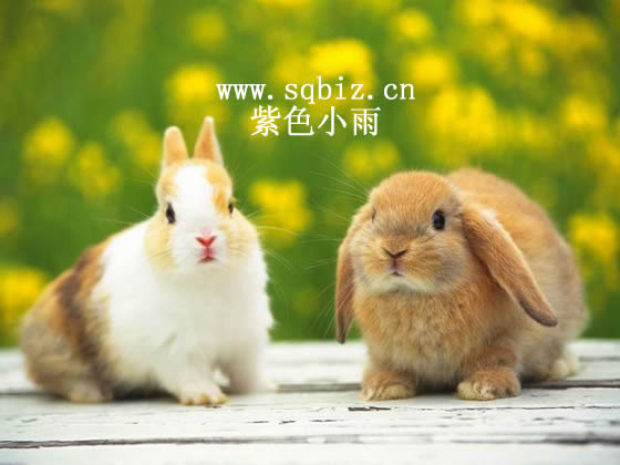 野地的兔子