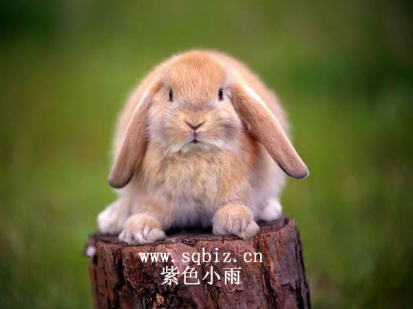 小灰兔