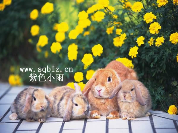 兔妈妈和小兔