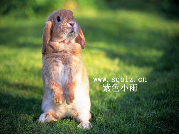 小棕兔