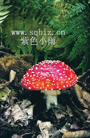 红蘑菇