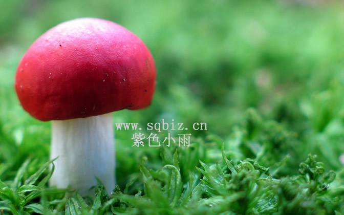 蘑菇
