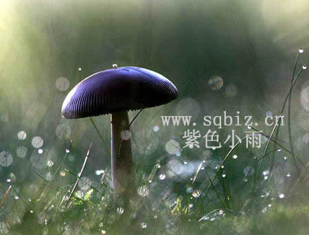 蘑菇