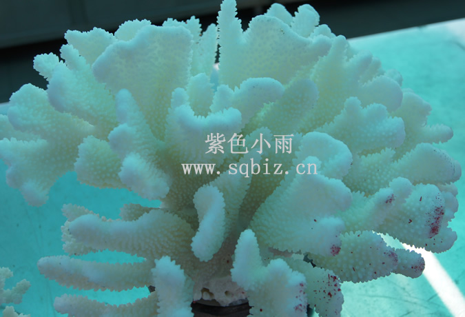 白珊瑚树——紫色小雨