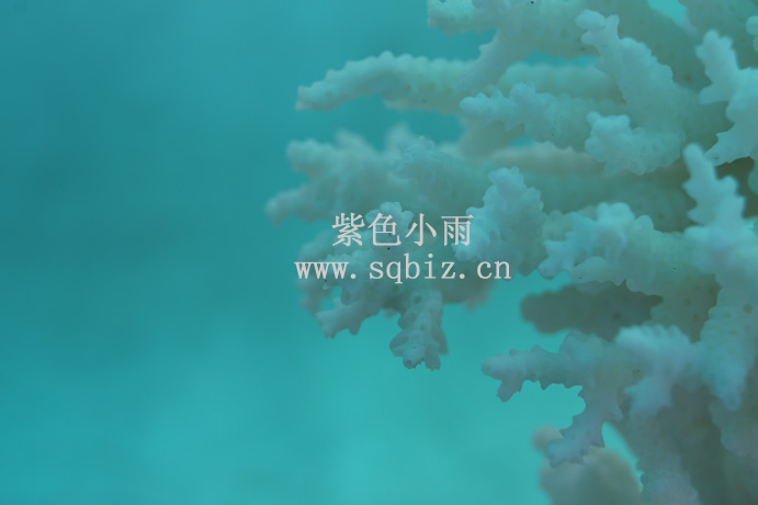 珊瑚——紫色小雨