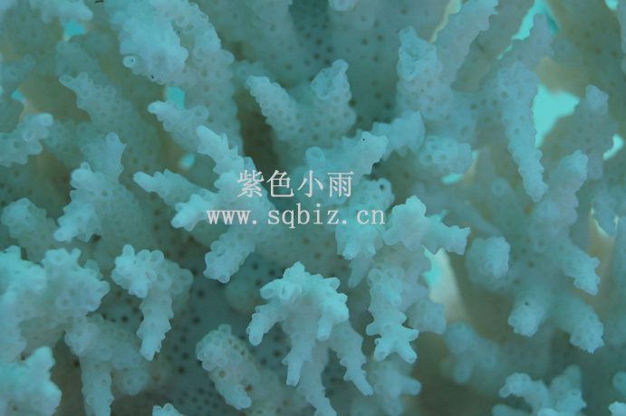 白色珊瑚树——紫色小雨