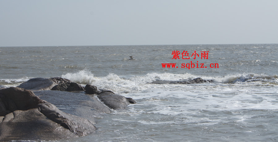 海鸥、海水、岩石——紫色小雨