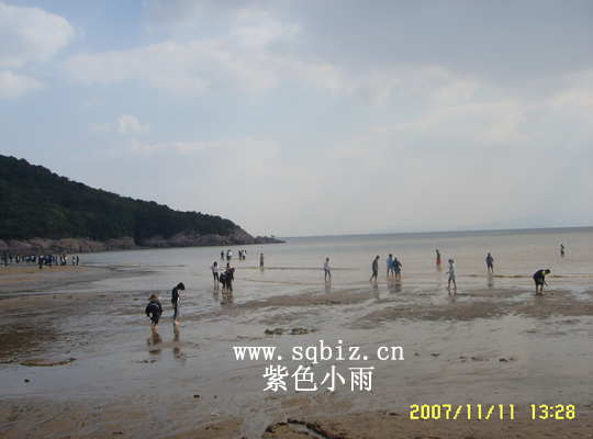 北仑滩涂——紫色小雨