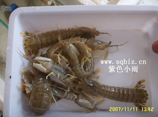 北仑尿虾——紫色小雨