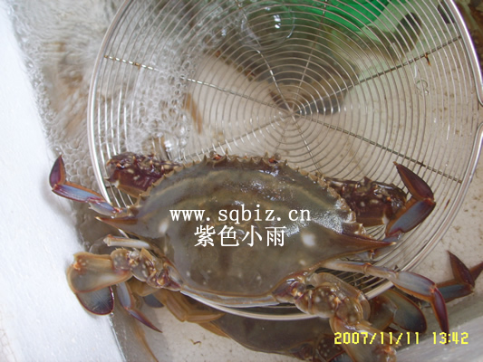 北仑梭子蟹——紫色小雨