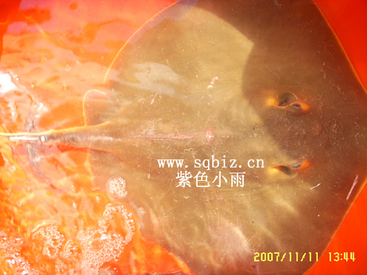 北仑魔鬼鱼——紫色小雨